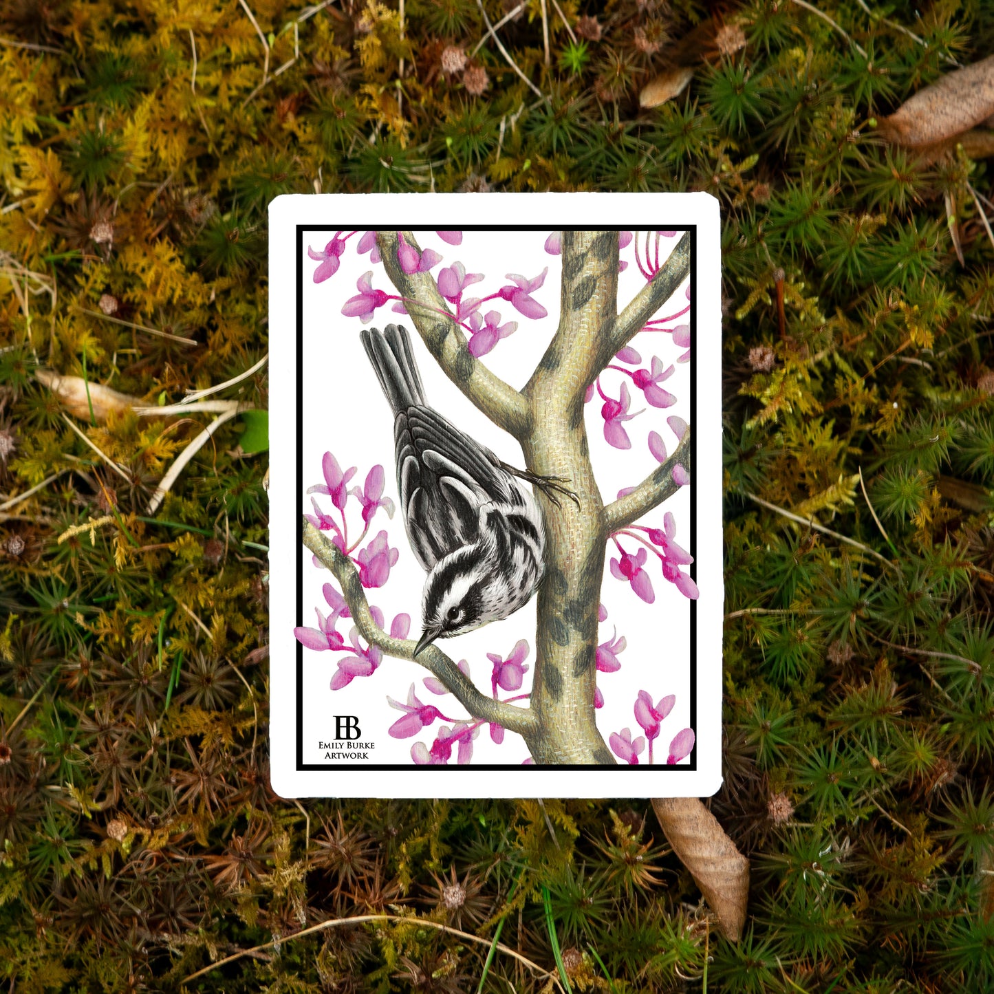 Black-and-White Warbler and Eastern Redbud Sticker