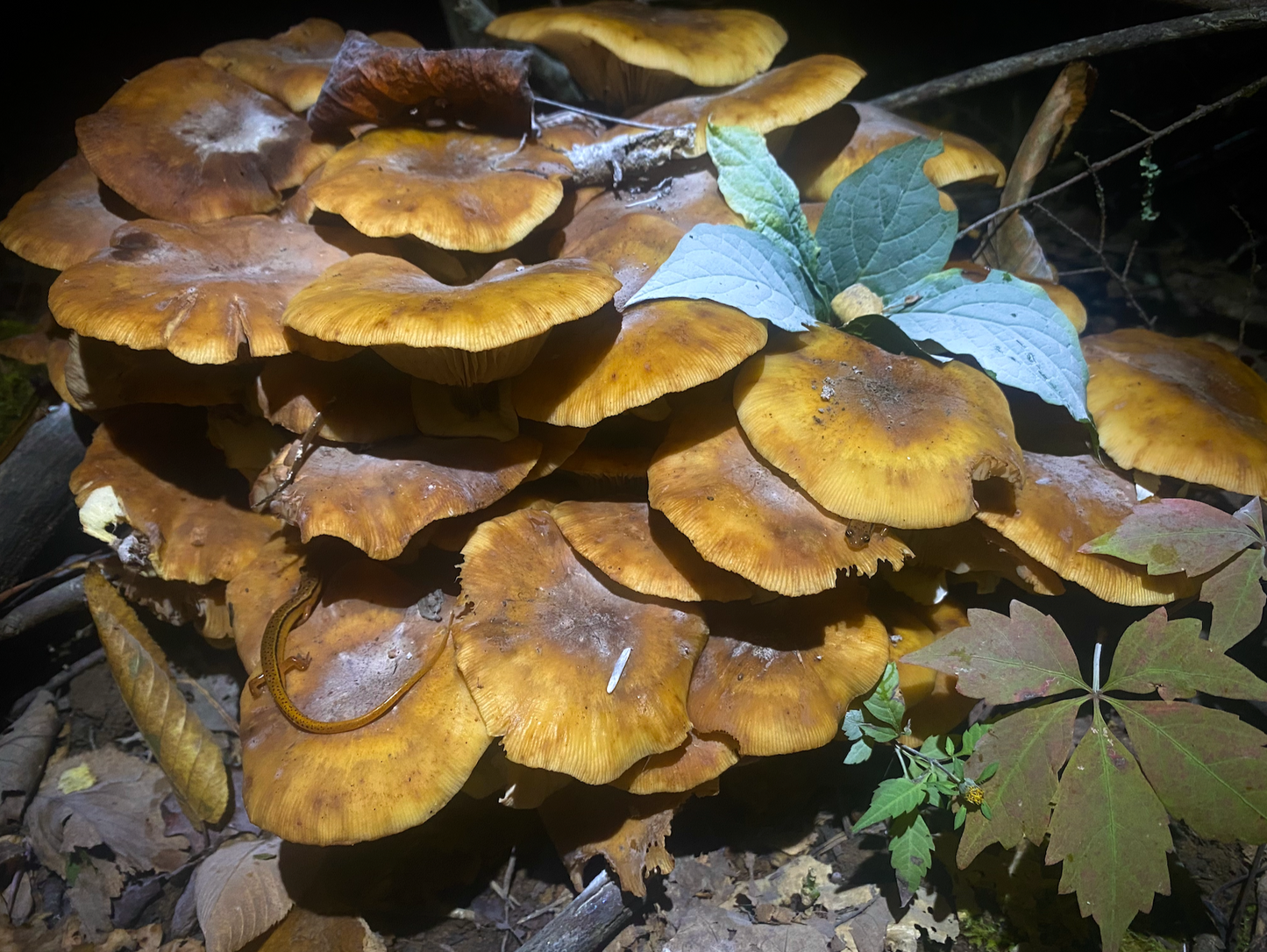 Mushroom Menagerie Note Card
