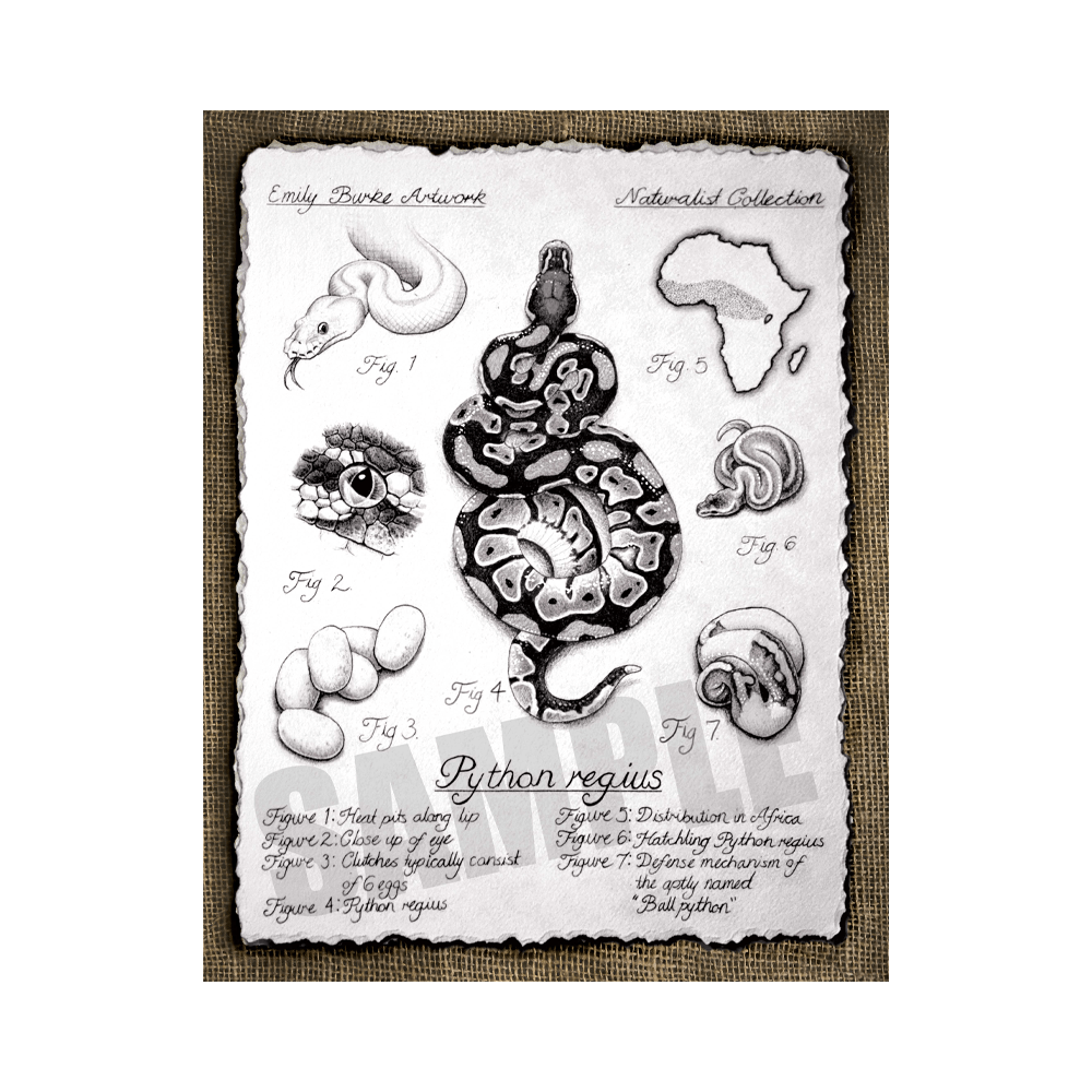 Python Regius Print – Emily Burke Artwork