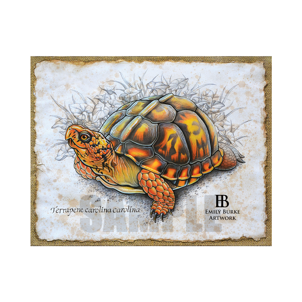 Eastern Box Turtle Print