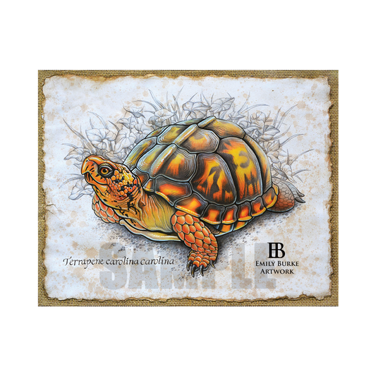 Eastern Box Turtle Print