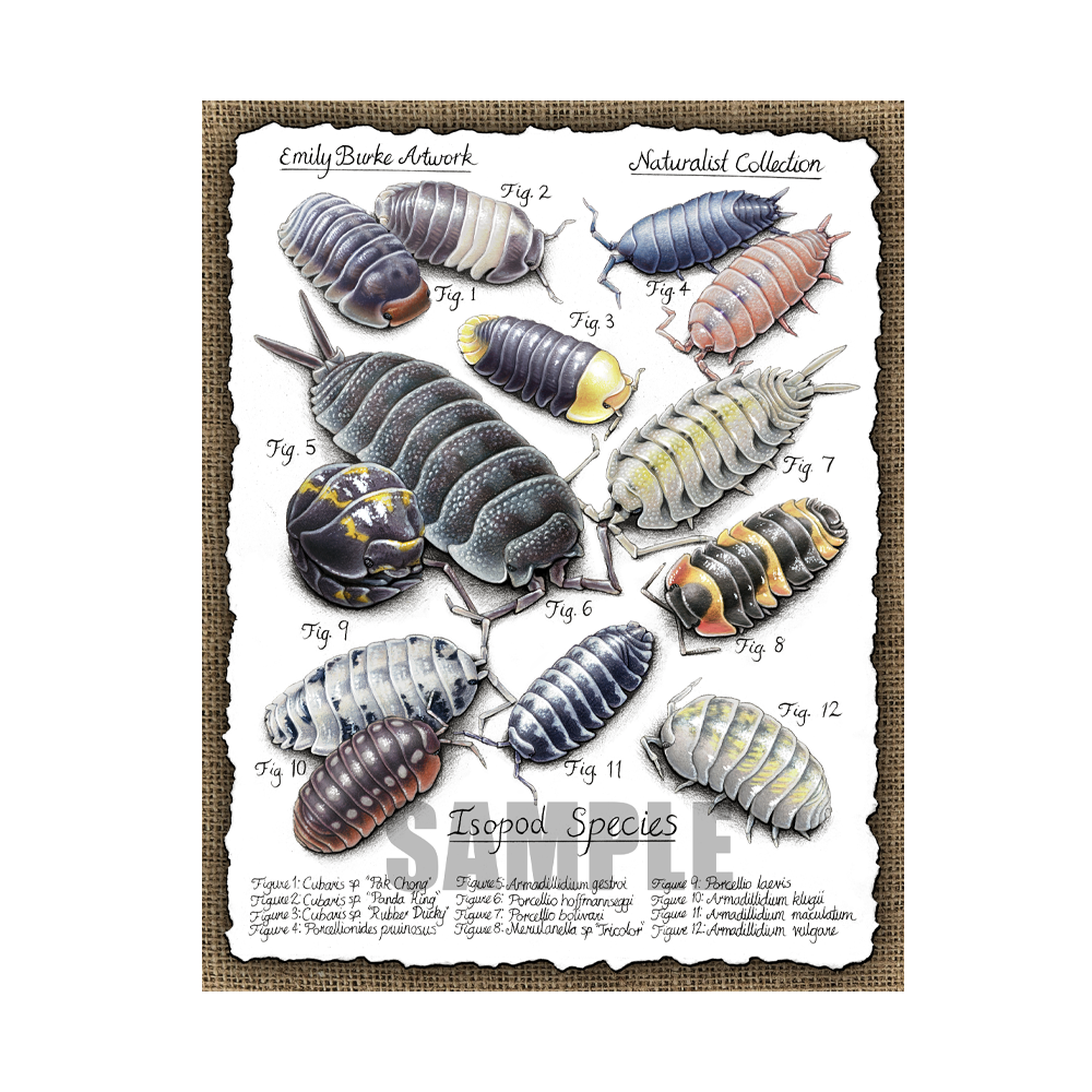 Isopod Print