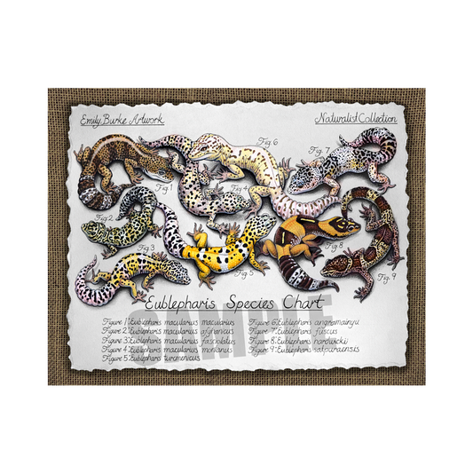 Leopard Gecko Species Chart Print