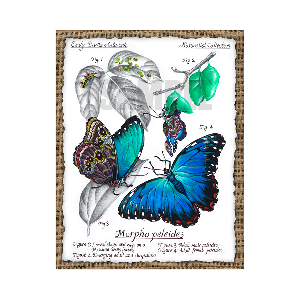 Morpho Peleides Print