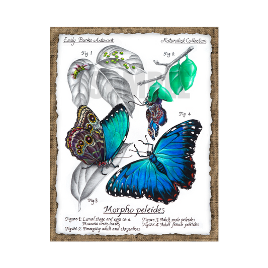 Morpho Peleides Print