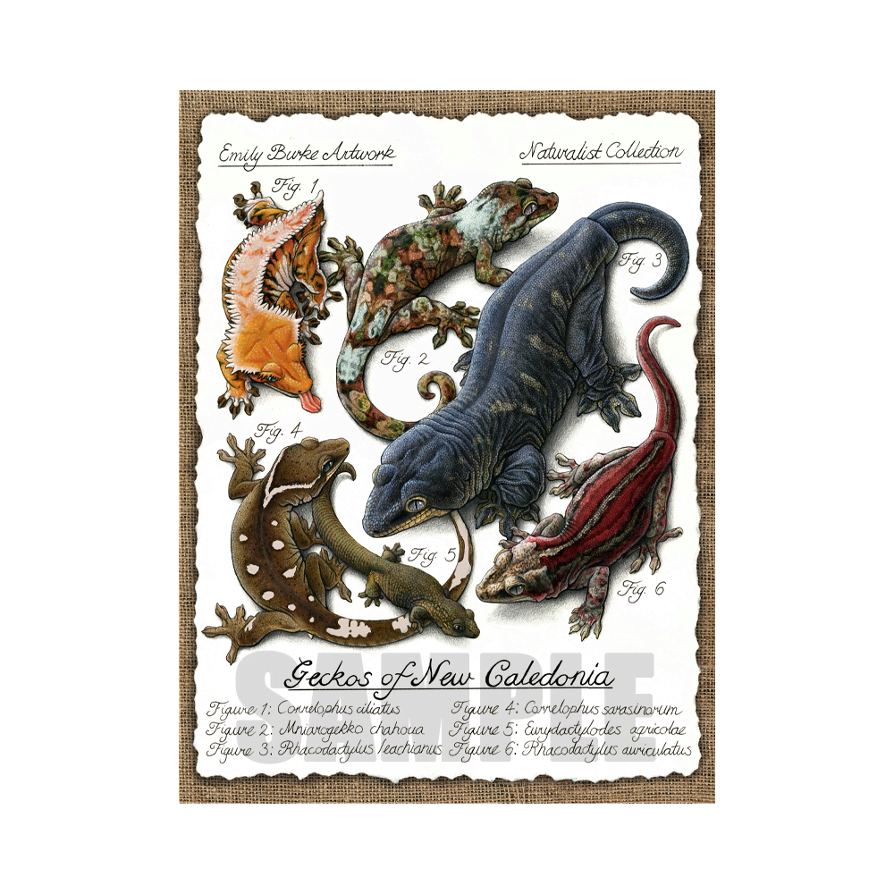 New Caledonian Geckos Print