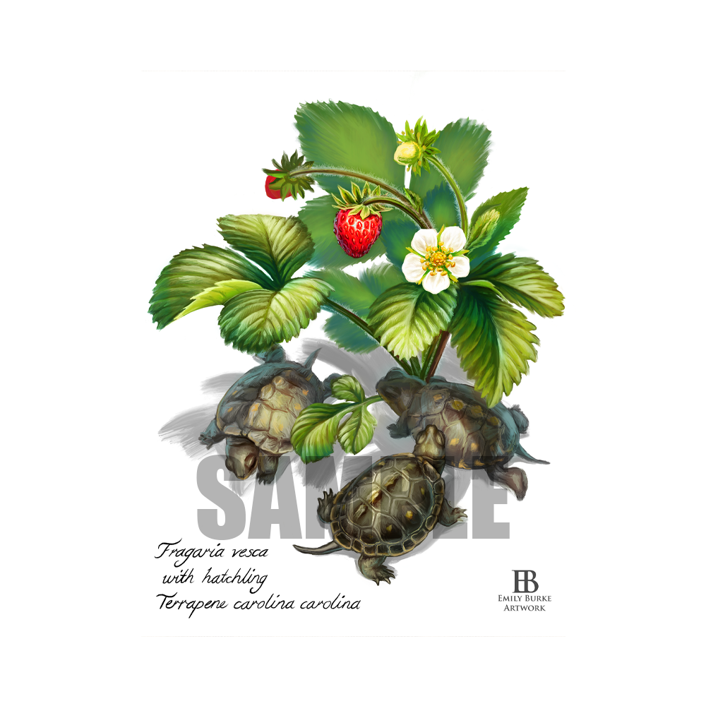 Strawberry Box Turtle Print