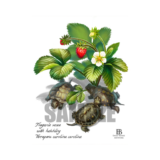 Strawberry Box Turtle Print