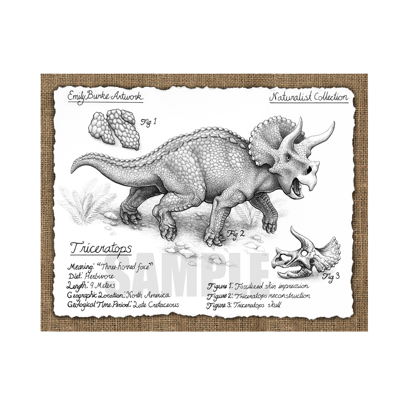 Triceratops Print